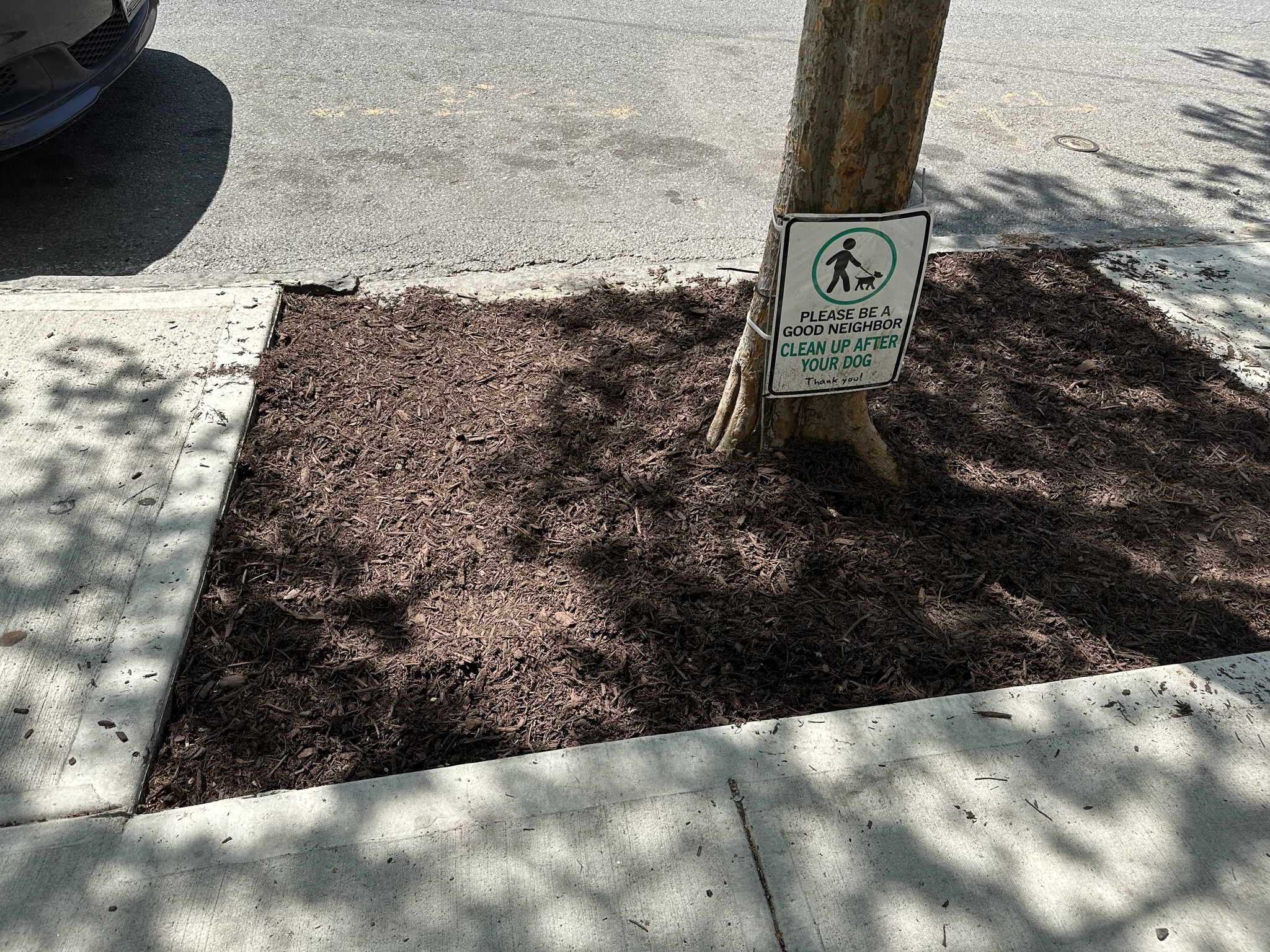 A sidewalk corner with a mulched area around a tree. a sign next to the tree reads “please be a good neighbor clean up after your dog.”.