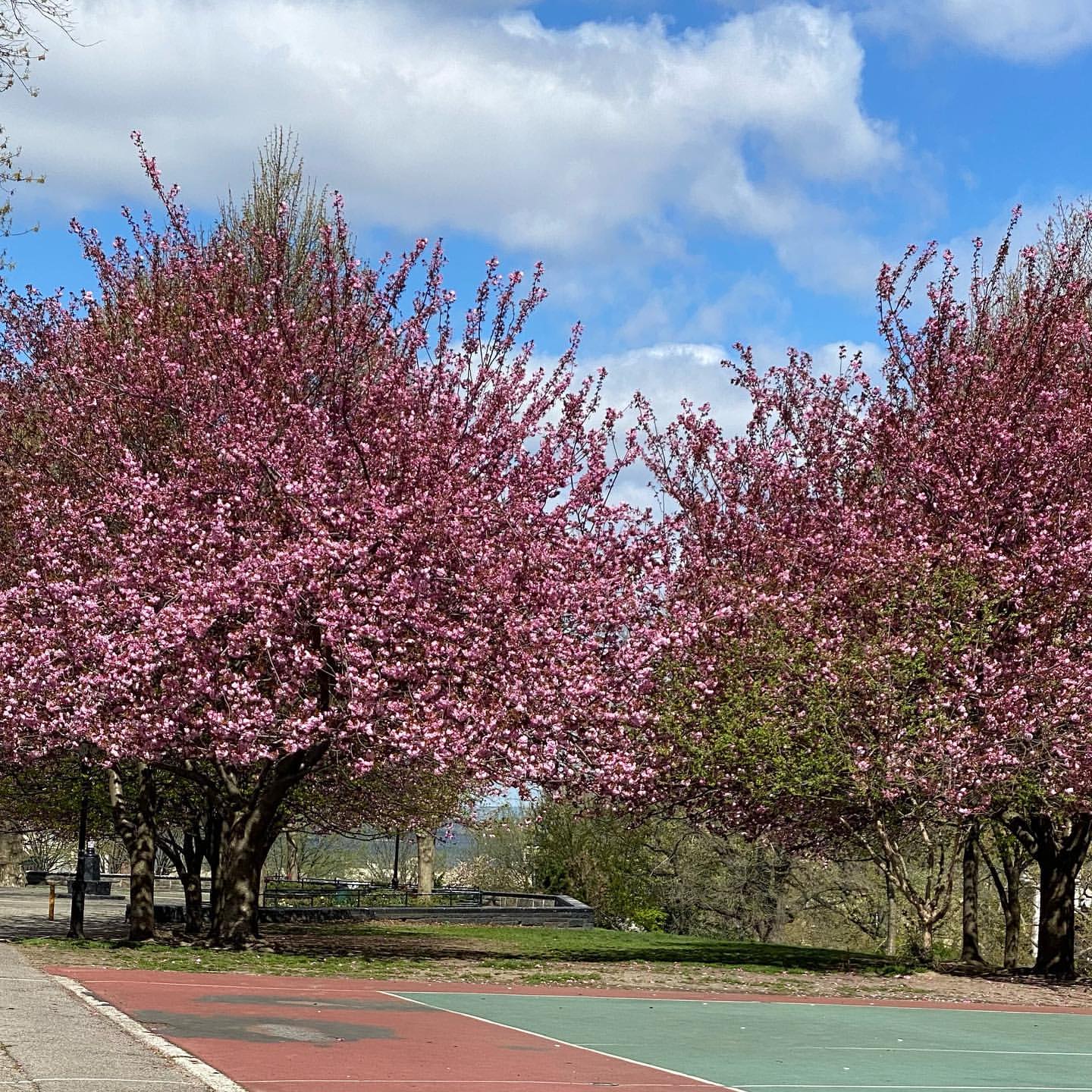 Two cherry blossom trees in full bloom, displaying vivid pink flowers, beside a basketball court under a clear sky with fluffy clouds.