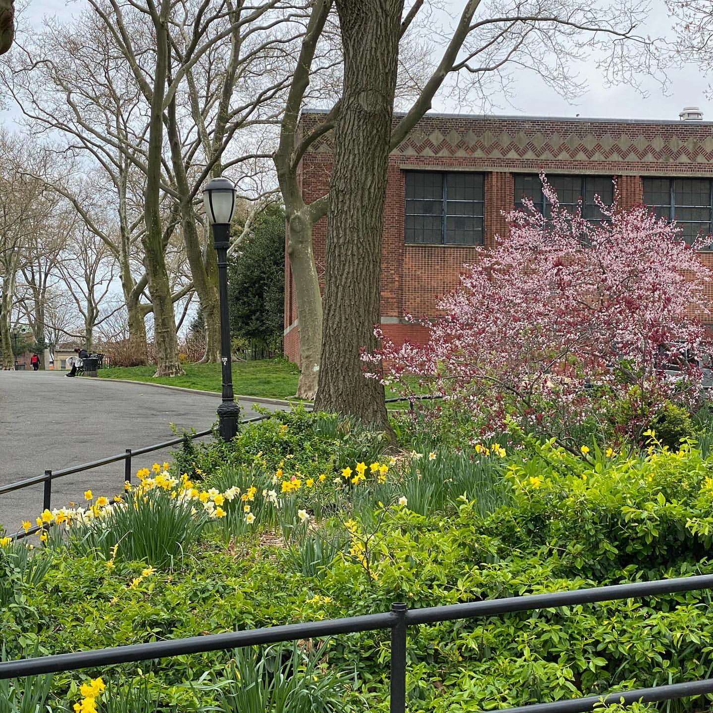 A peaceful park scene with blooming daffodils and a pink-flowered tree in the foreground, a lamp post to the left, and a brick building with large windows in the background.